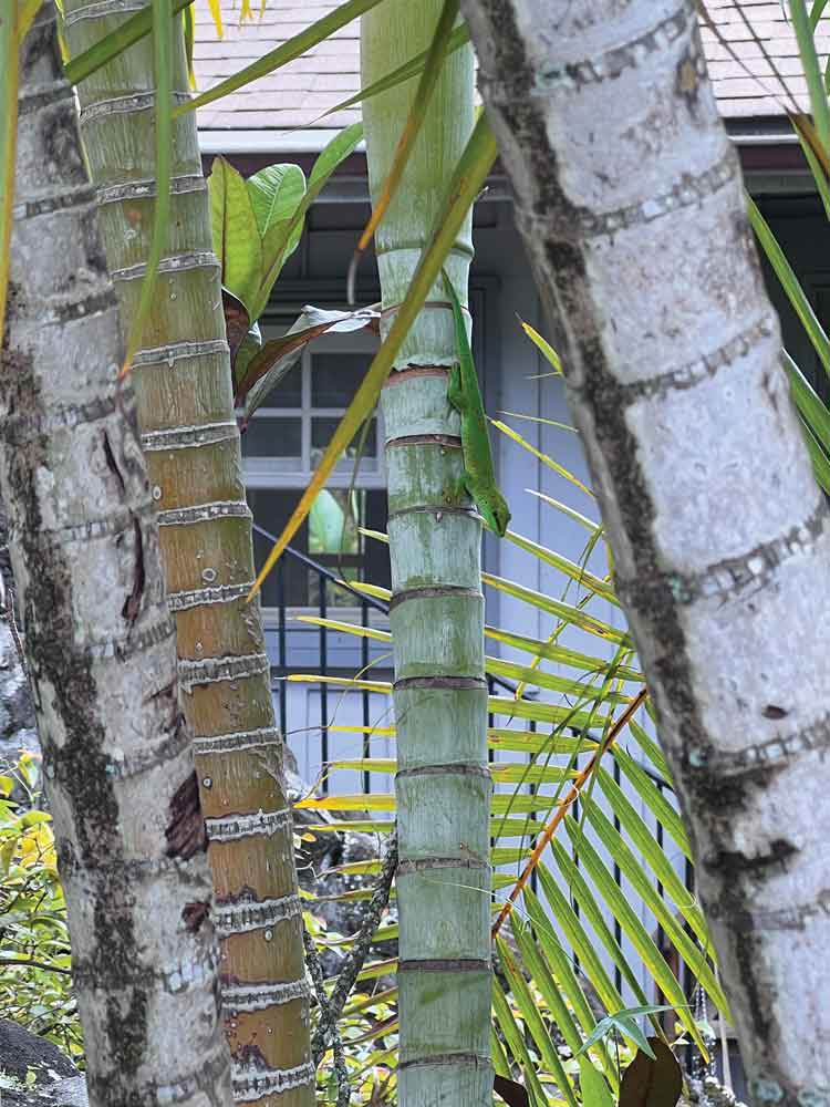 Madagascar giant day gecko