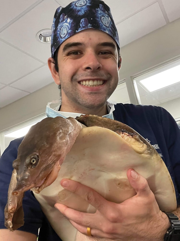 softshell turtle