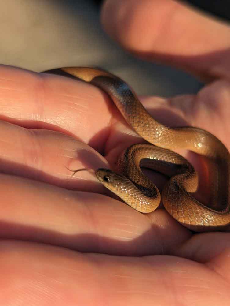 Rough earth snake