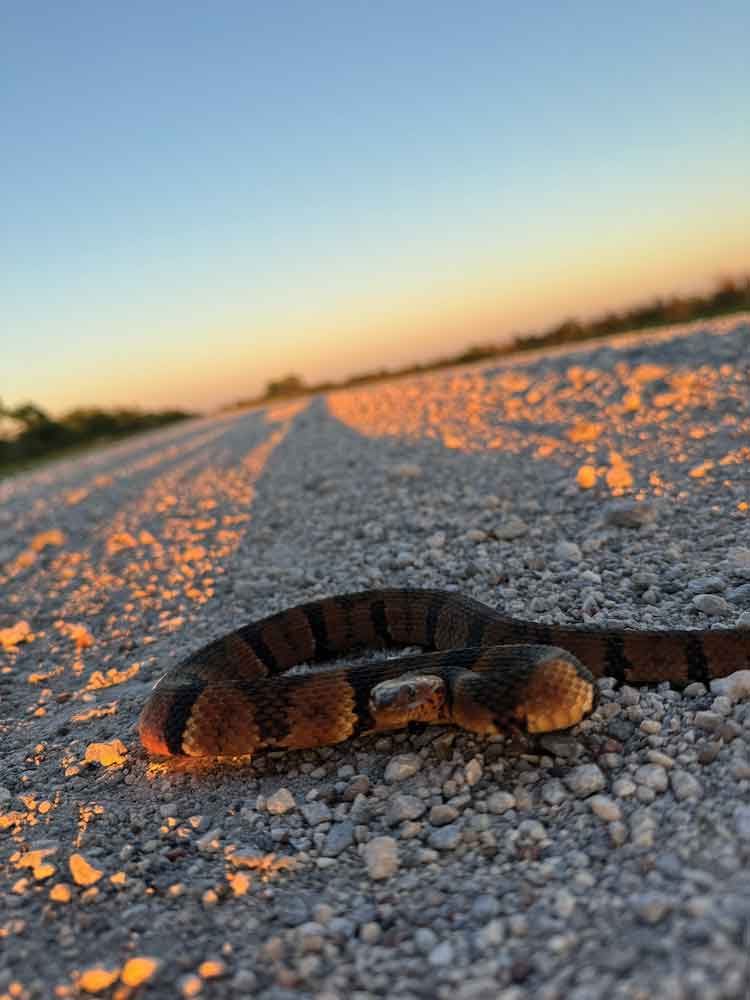 Texas water snake