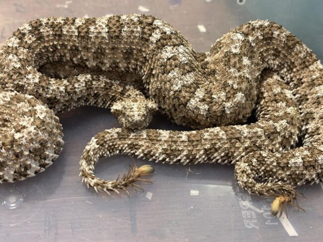 venomous snake Archives - Reptiles Magazine