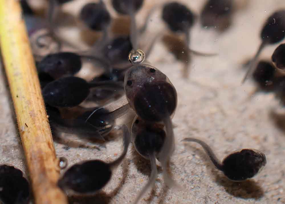 Boana semilineata