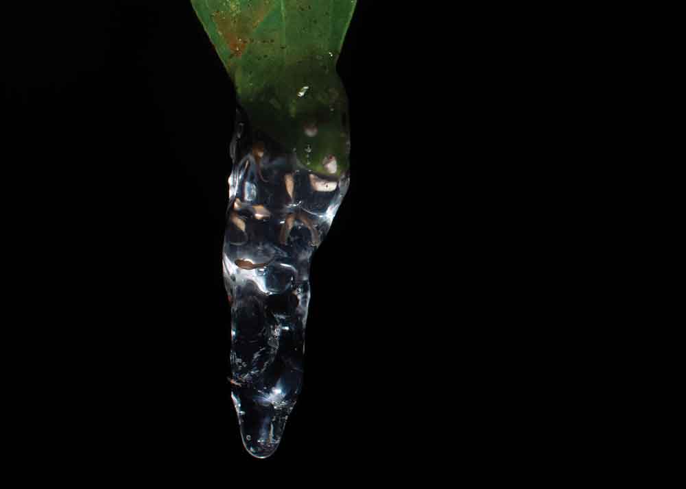 Dendropsophus haddadi