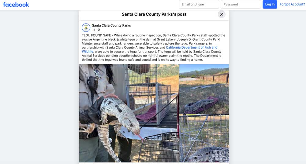 Somebody’s Pet Black And White Tegu Captured At Grant Lake In California