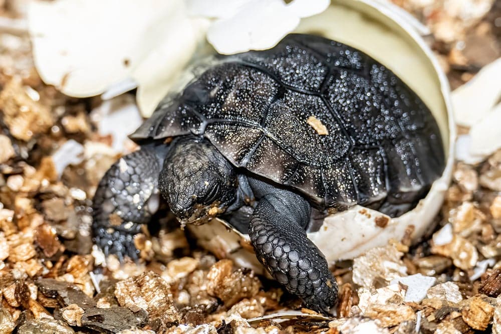 135-Year-Old Galapagos Tortoise Celebrates Father’s Day For First Time