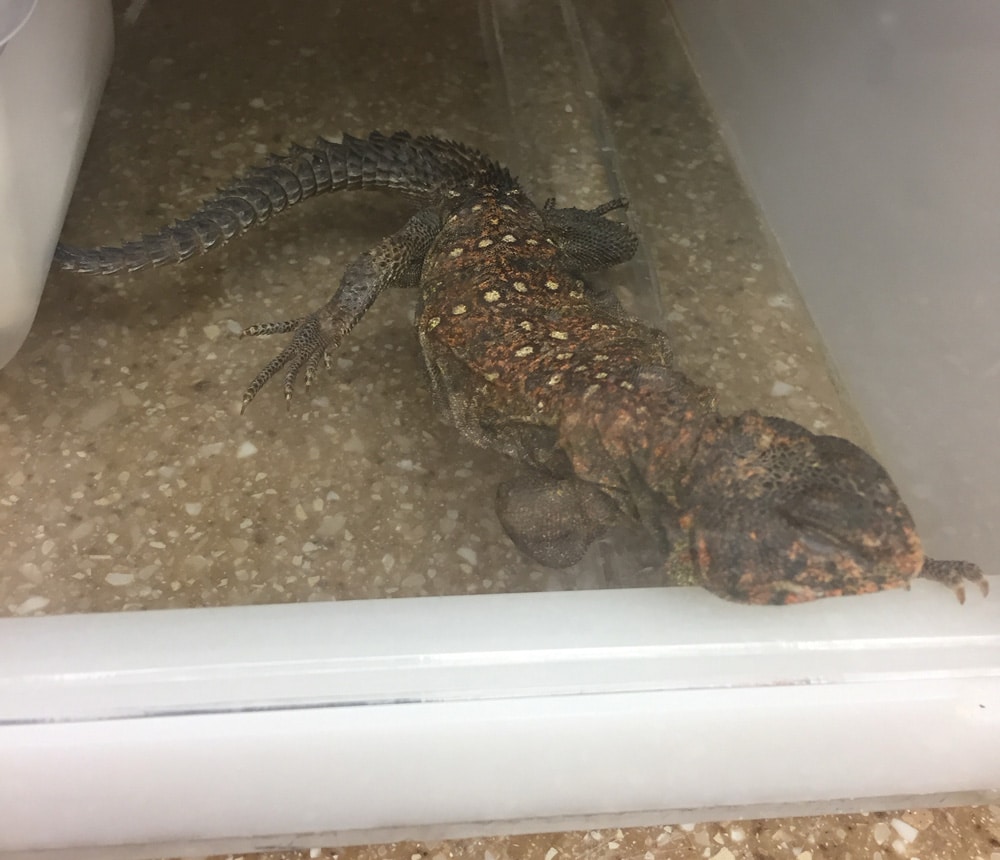 uromastyx