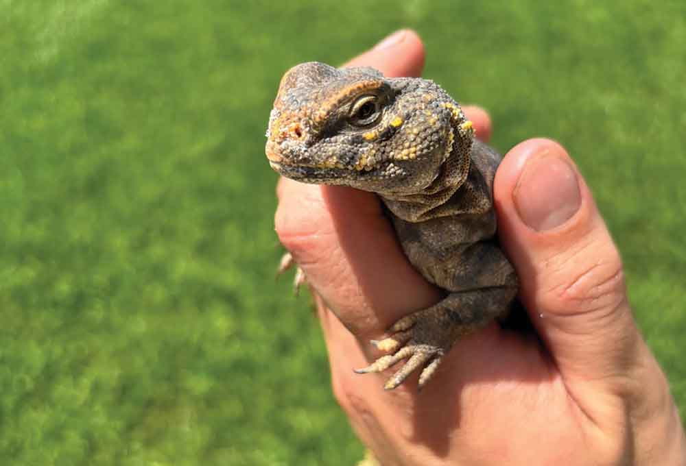 Natural UV For Reptiles