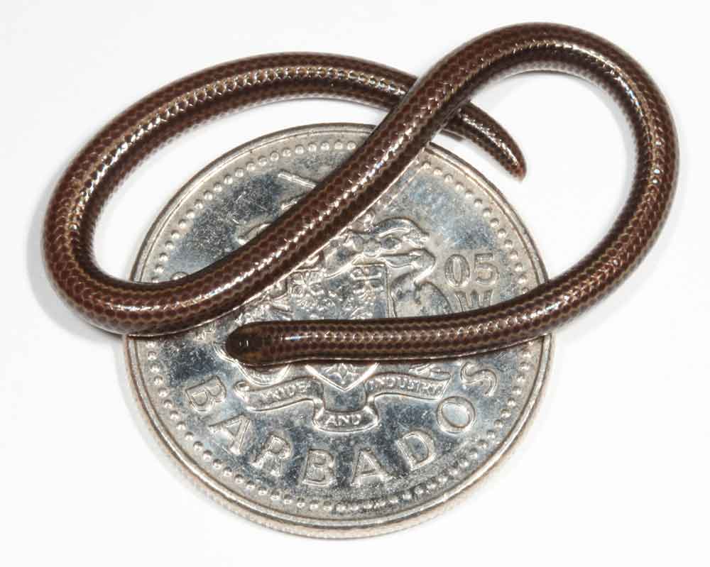 World’s Smallest Snake Not Seen In 20 Years Rediscovered In Barbados