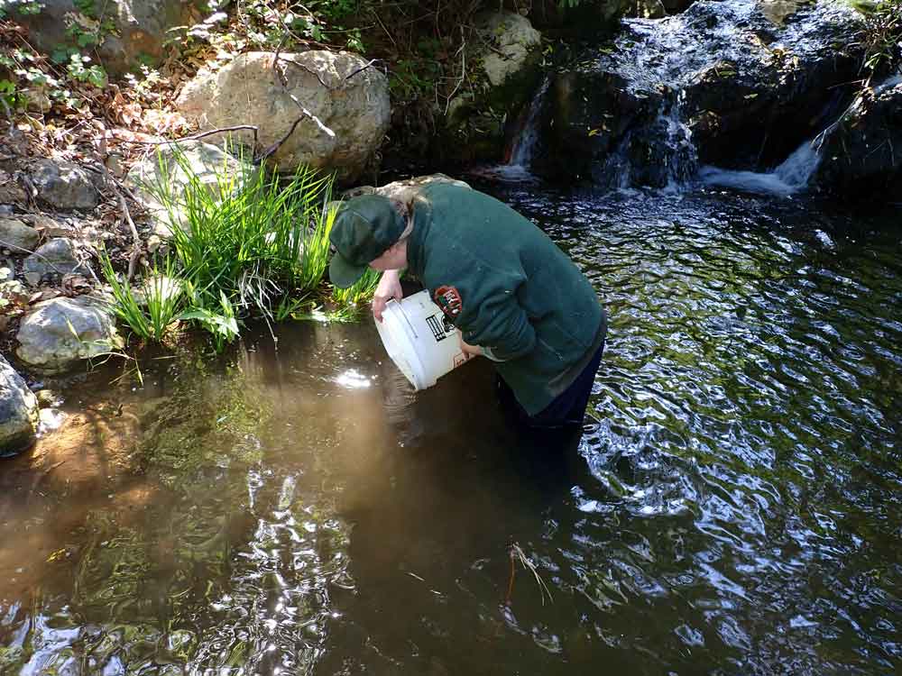100s Of California Red-legged Frog Tadpoles Released Into Santa Monica Mountains
