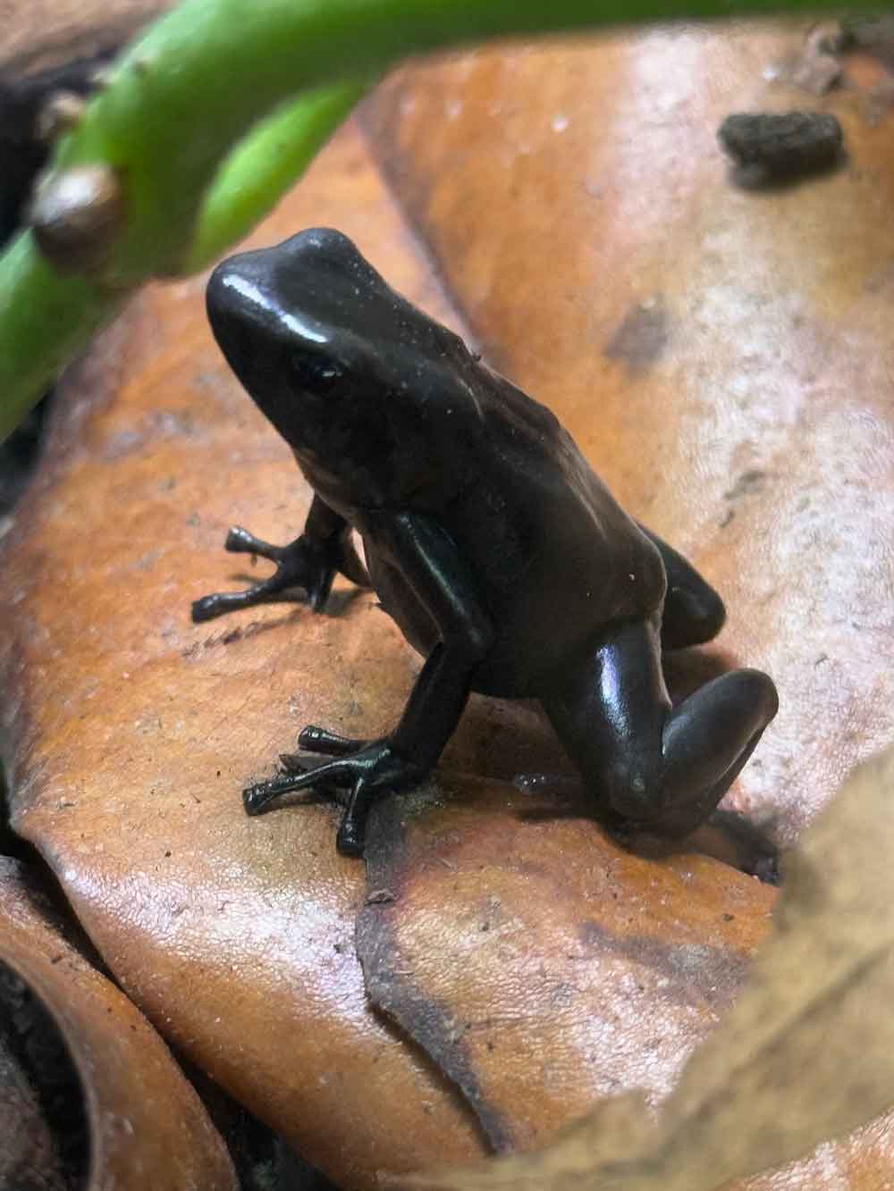 Dendrobates auratus