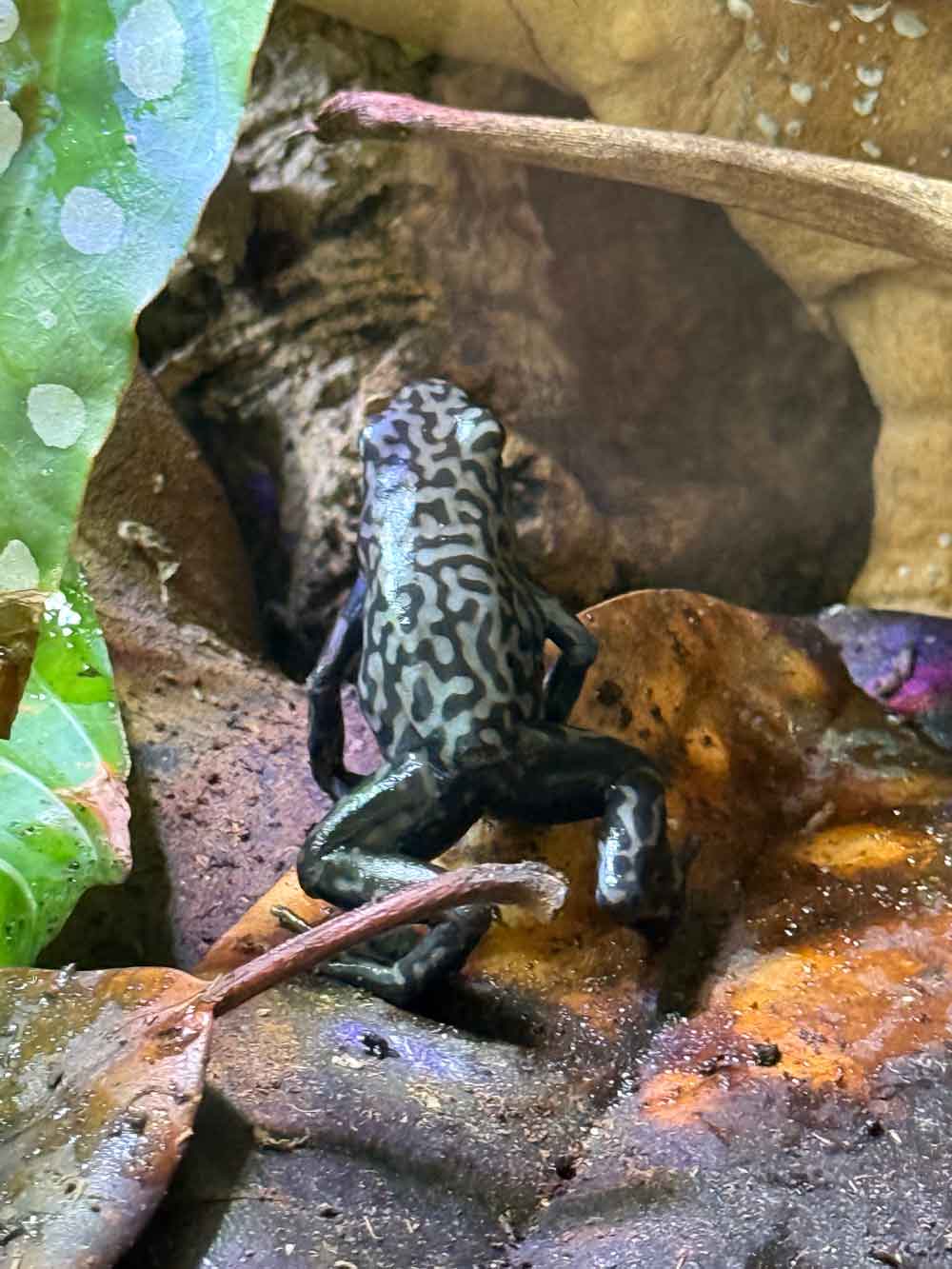 Dendrobates auratus