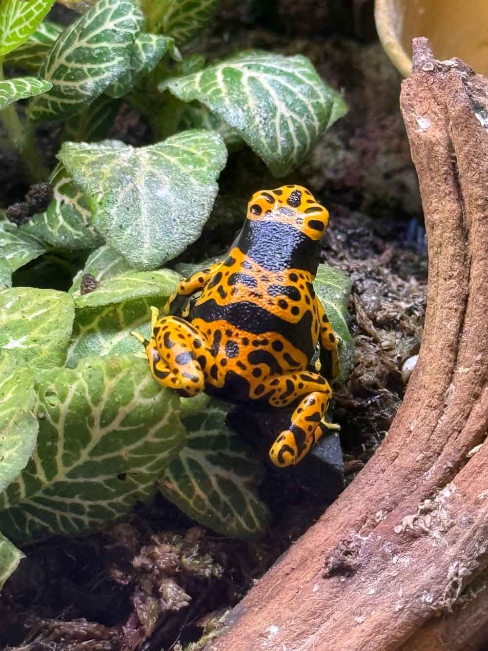 Dendrobates leucomelas