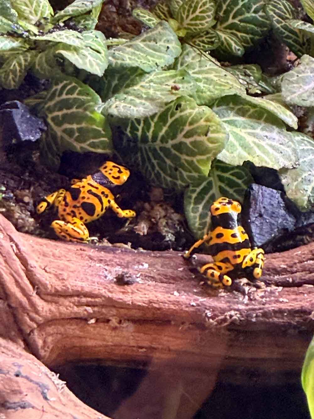 Dendrobates leucomelas