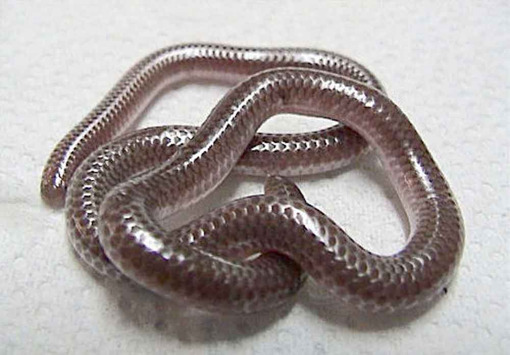 Snakes Have Smelly Butts To Repel Ants