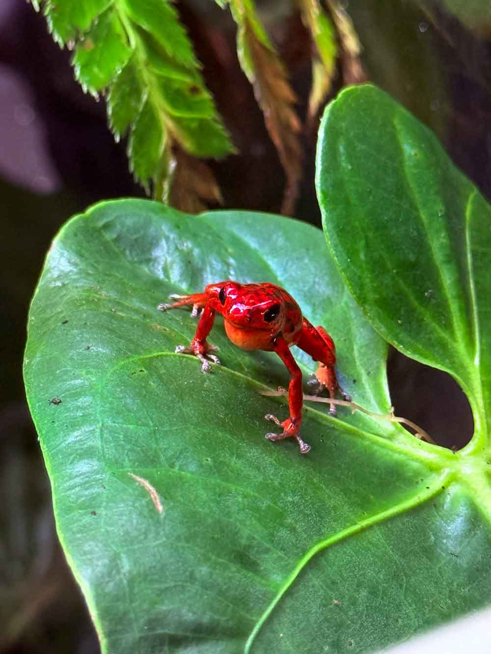 Oophaga vicentei