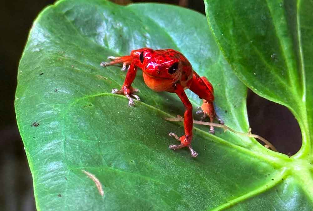Beginner’s Guide To Poison Frog Care