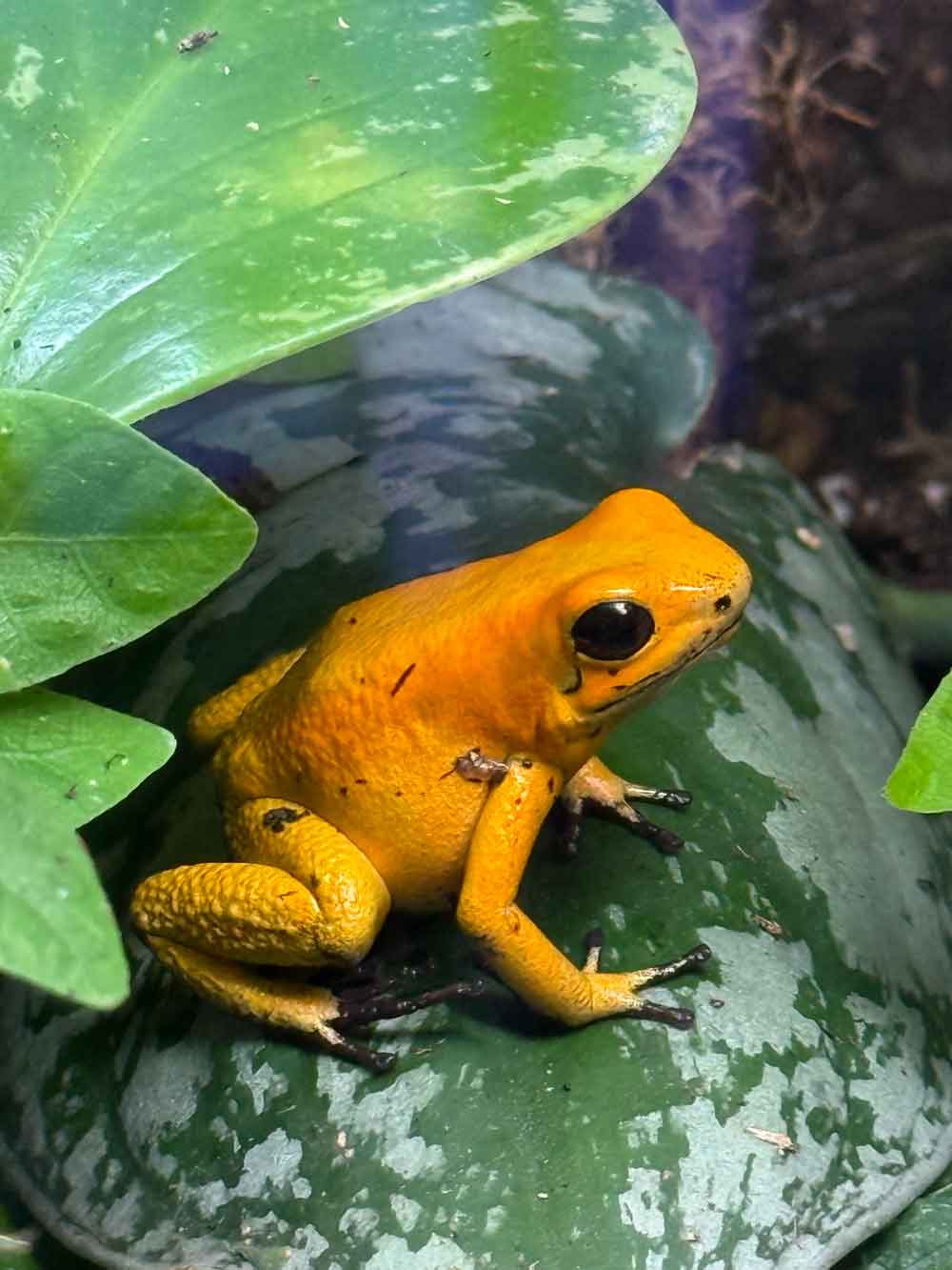Phyllobates terribilis