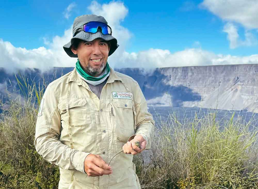 Pink Iguana Hatchlings Rediscovered On Galápagos Islands Wolf Volcano