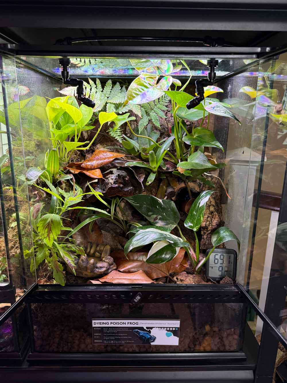 dart frog enclosure