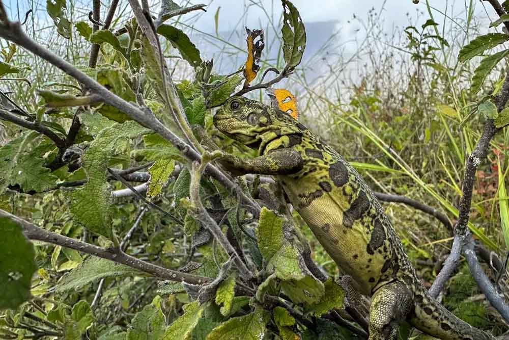 pink iguana