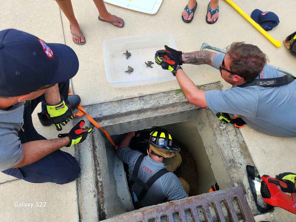 5 Hatchling Leatherback Turtles Rescued From Florida Storm Drain