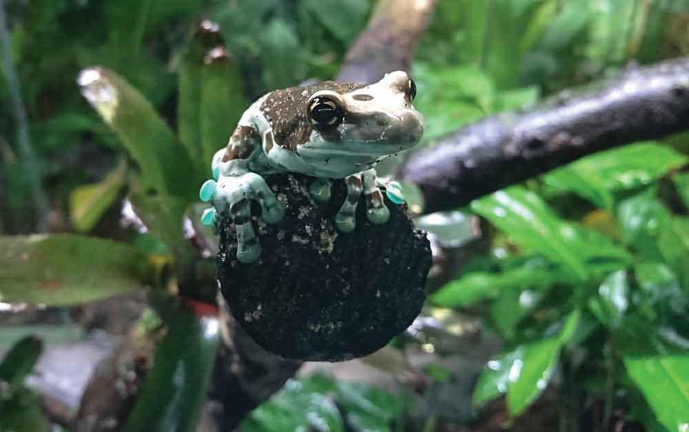 Beginner’s Guide to Safe and Easy Vivarium Plants for Reptiles and Amphibians