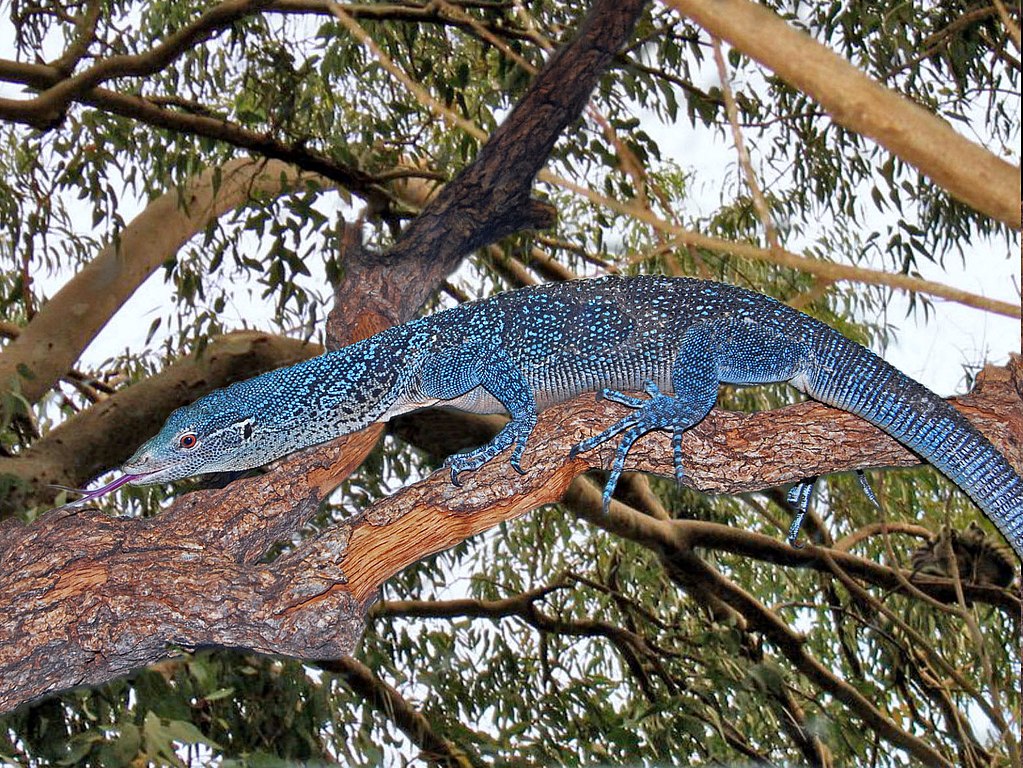 USARK ALERT UPDATE: Blue Tree Monitor ESA Listing