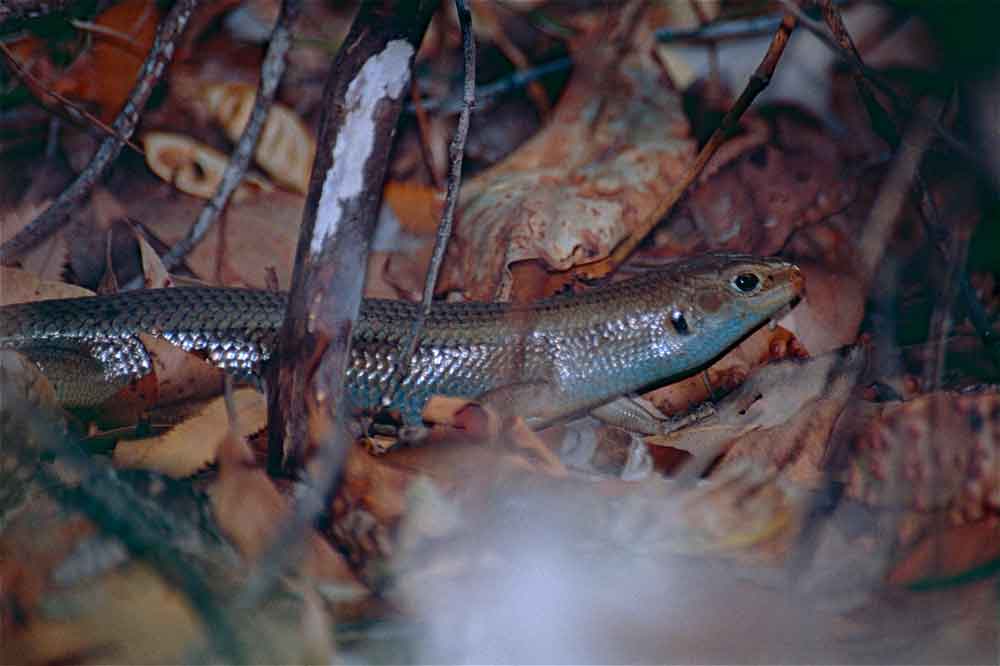 Australia’s Major Skink Has Evolved to Resist Snake Venom