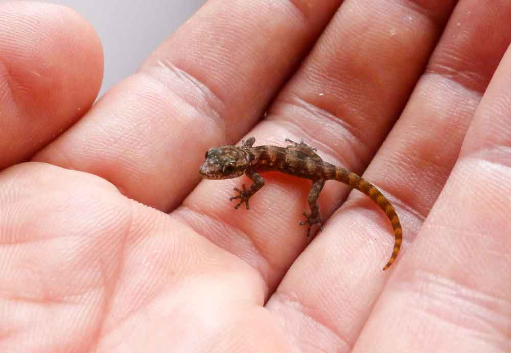 Galapagos Gecko Once Thought Extinct Rediscovered