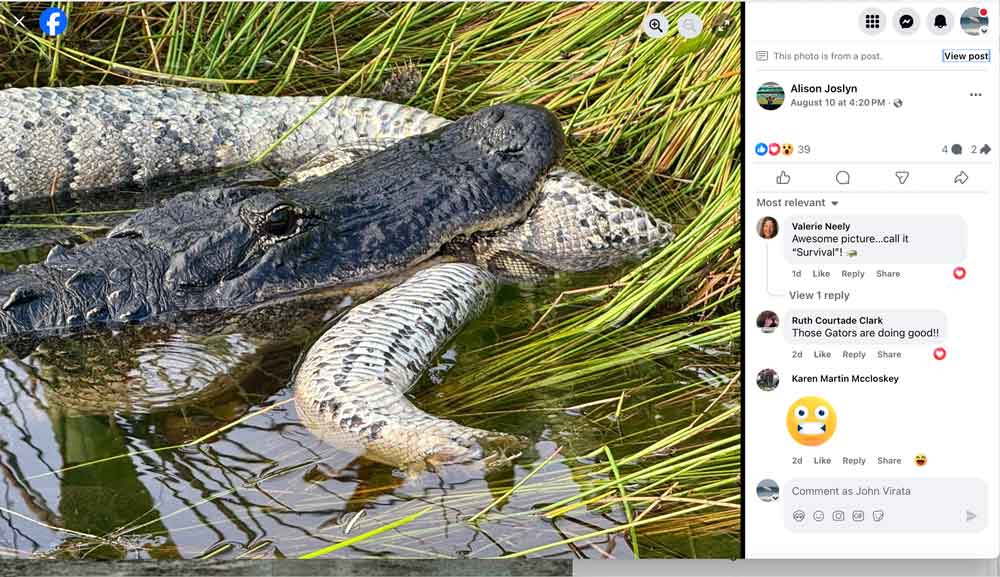 Video Shows Alligator Eating Burmese Python In Florida Everglades