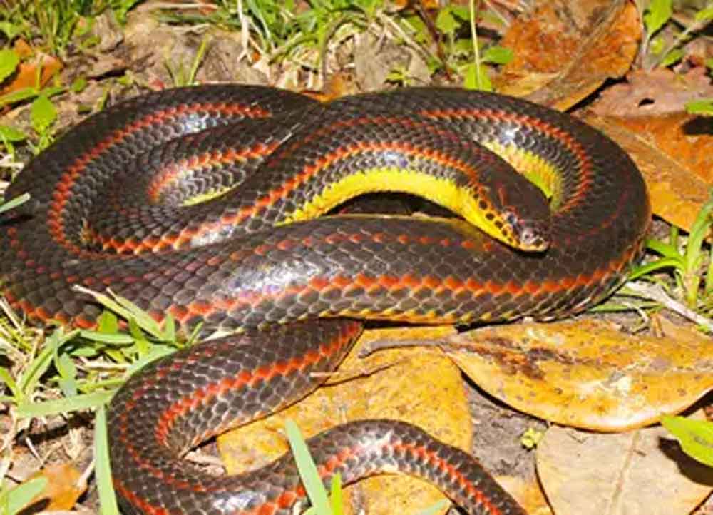 Florida FWC Seeks Rainbow Snake Sightings