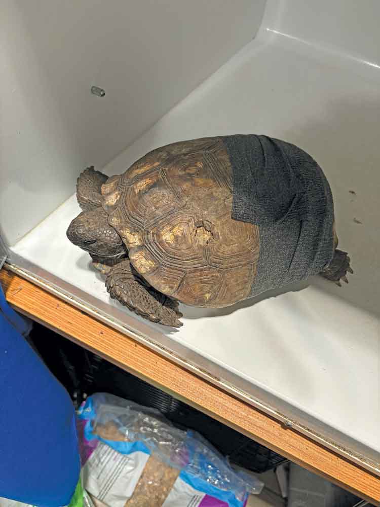 Tortoise with broken shell that was repaired