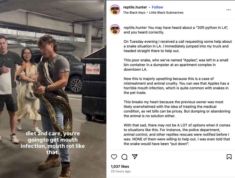 Reptile Hunter Captures Large Reticulated Python in Los Angeles Parking Garage