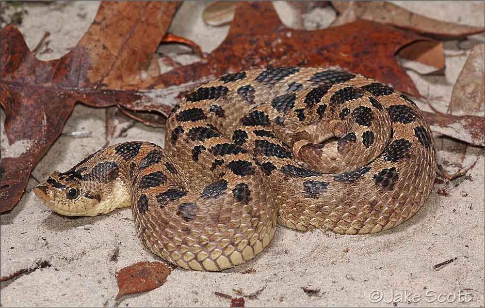 USFWS Seeks Threatened Status For Southern  Hognose Snake