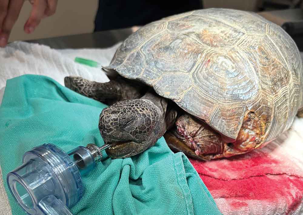 Helping An Injured  Wild Chelonian