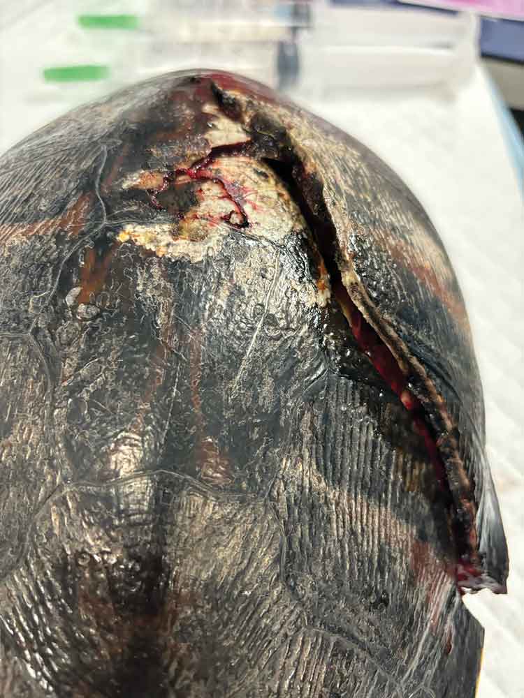 tortoise with broken shell