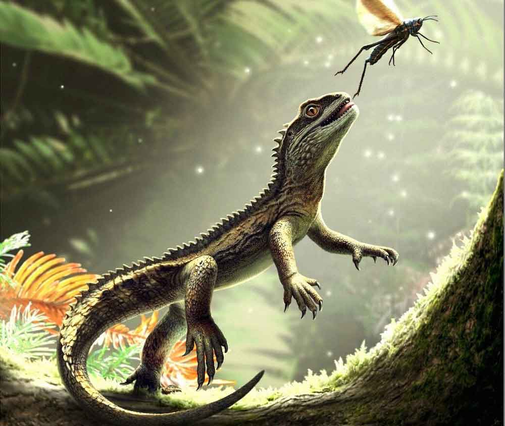 <em>Agriodontosaurus helsbypetrae</em> Spurs New Thinking In Lizard Evolution