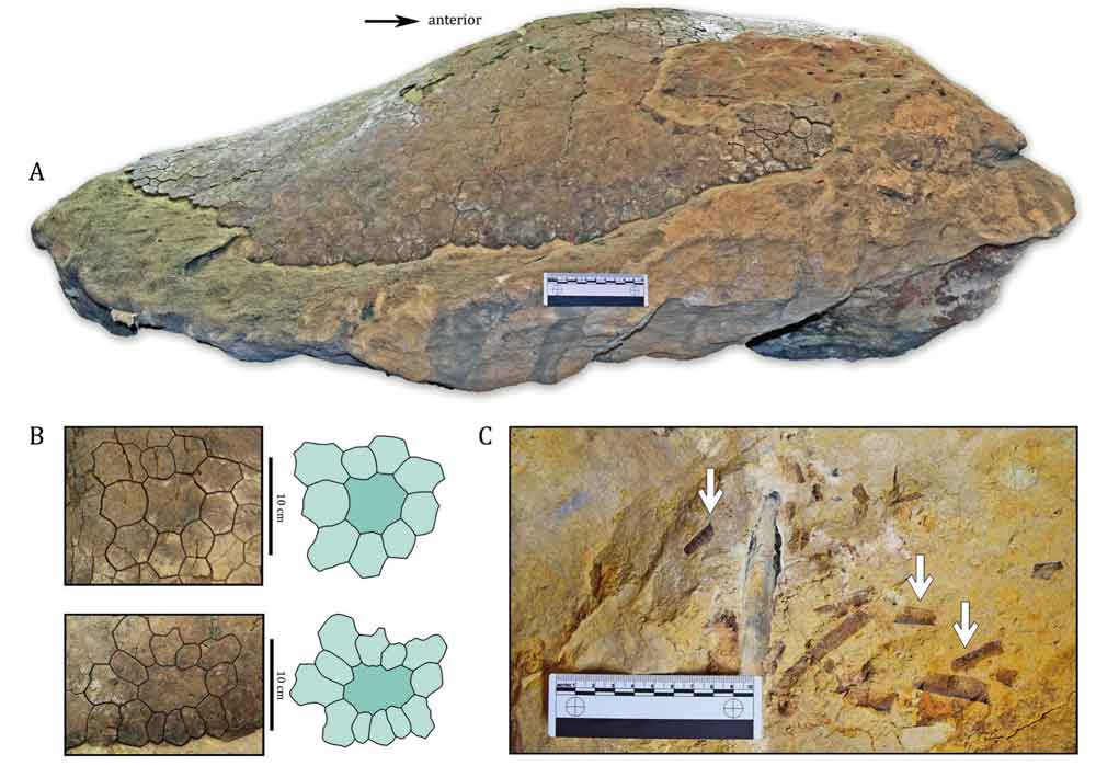 32-Million-Year-old Fossil Leatherback Sea Turtle Is A New Species