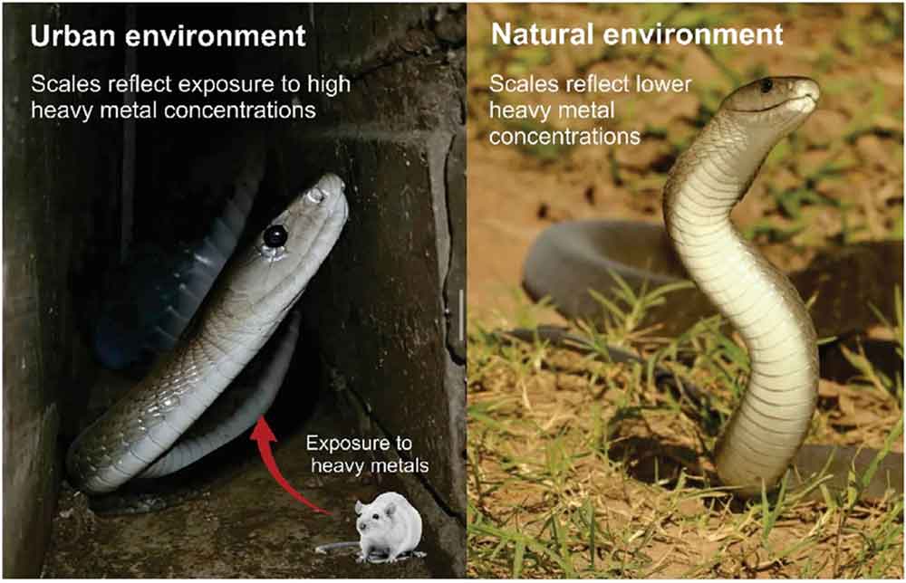 Scientists Can Monitor Pollution Via Black Mamba Scales