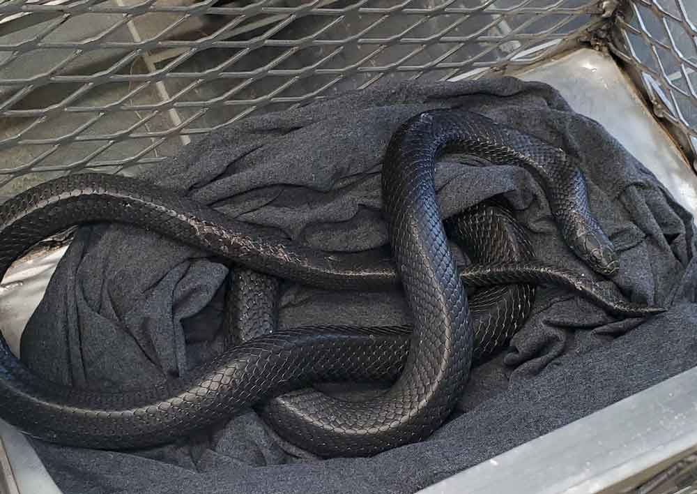 Desert Kingsnake Seeks Lost Owner In Canada