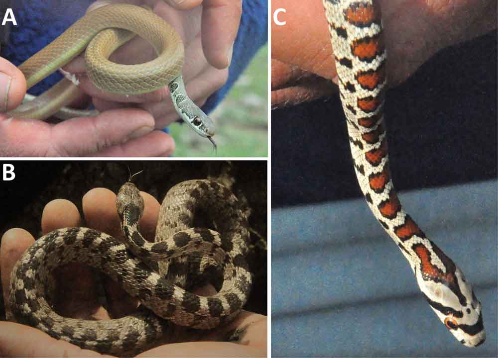 Three Colubrid Snakes Discovered In Kosovo For First Time