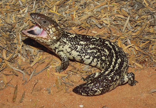 Shingleback Skinks Can Detect Fires Before They Get Burned
