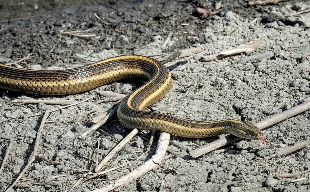 Giant Garter Snake Named California State Snake