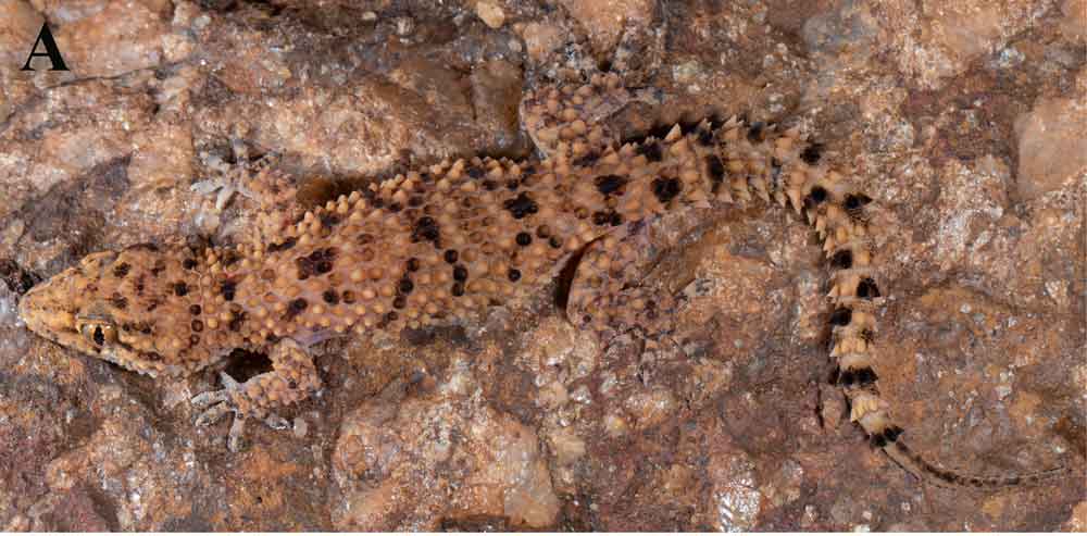 New Gecko Species Covered In Tubercles Discovered In India New Gecko Species Covered In Tubercles Discovered In India
