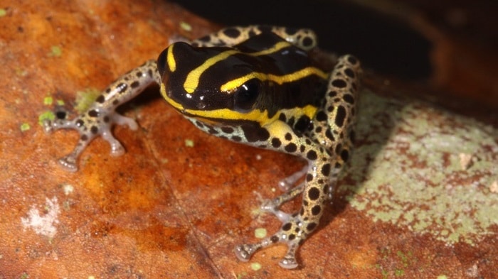 Ranitomeya hwata