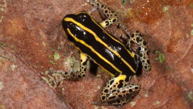 Ranitomeya-hwata2-650x367.jpg