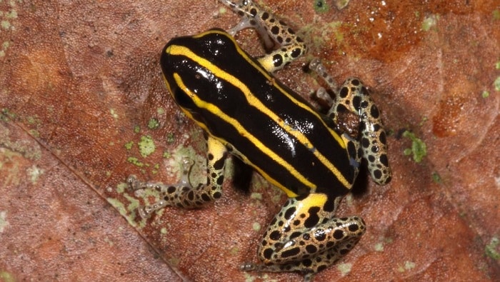 New Poison Frog Species Discovered in Peru