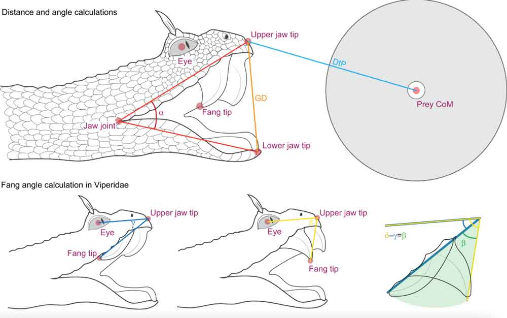 Scientists Reveal Motion of Venomous Snake Strikes