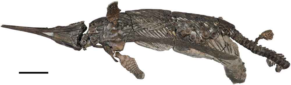 New Ichthyosaur Species Discovered in England