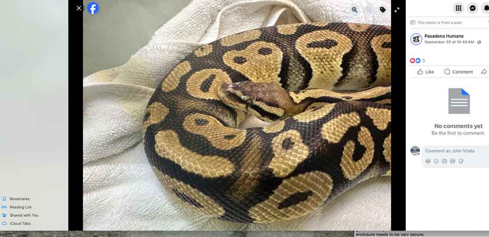 Ball Python Found At Pasadena In N Out Burger Drive Thru